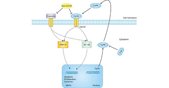 A proposed mechanism implicated in CyPA/CD147-mediated cell response in AKI
