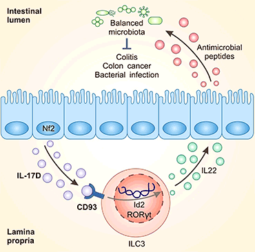 腸上皮細(xì)胞衍生的IL-17D通過(guò)與受體CD93結(jié)合，成為調(diào)節(jié)ILC3s功能和腸道穩(wěn)態(tài)的關(guān)鍵因子