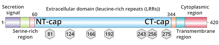 TPBG的結(jié)構(gòu)
