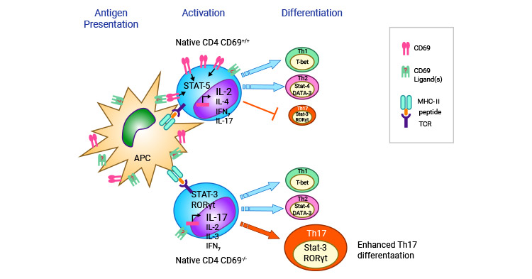 CD69調節(jié)T細胞向Th17細胞分化