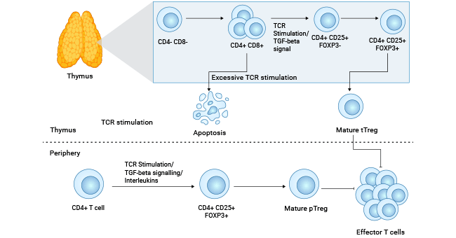 CD25參與Tregs調節性T細胞的發育和免疫調節