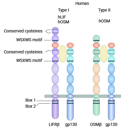 I型OSM受體(gp130/LIFRβ)和Ⅱ型OSM受體(gp130/OSMRβ)