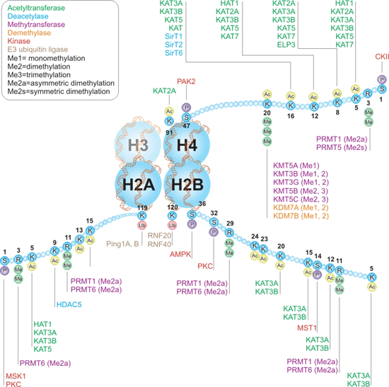 組蛋白H2A、H2B和H4的書寫者和擦除者互動途徑