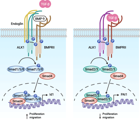 ACVRL1相關的信號通路