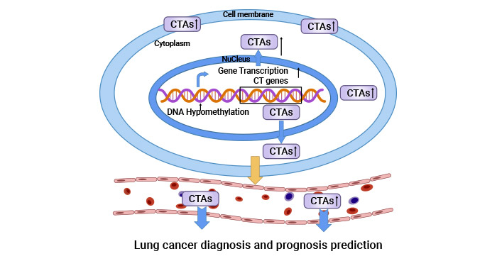 癌睪抗原CTAs和腫瘤密切相關(guān)