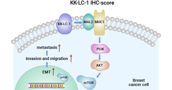 CT83/KK-LC-1通過(guò)MAL2/MUC1-C/PI3K/AKT/mTOR途徑調(diào)節(jié)TNBC