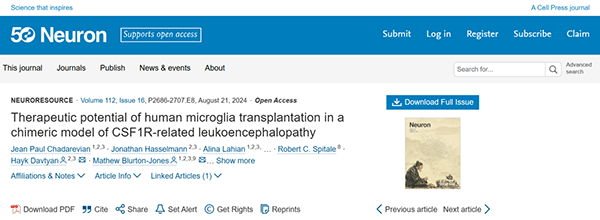 Therapeutic potential of human microglia transplantation in a chimeric model of CSF1R-related leukoencephalopathy