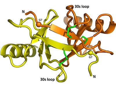 CCL17二聚體結構