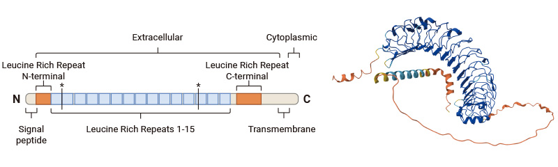 LRRC15蛋白的結構