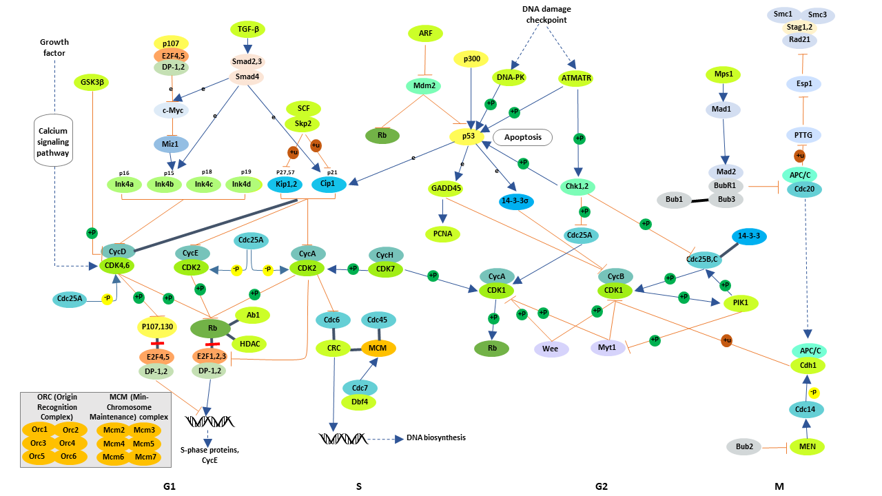 Cell cycle