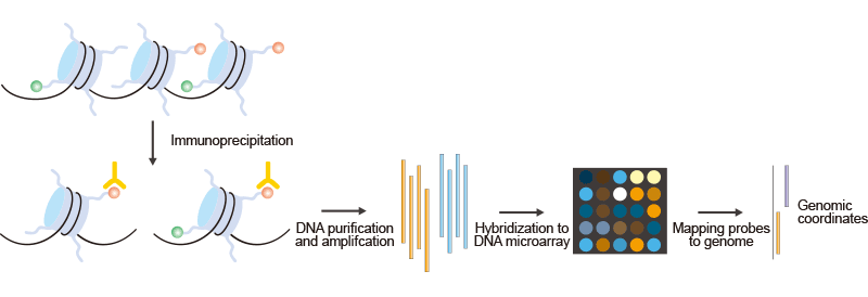 ChIP-on-chip的簡(jiǎn)要步驟