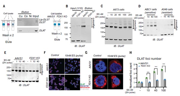 銅直接結合硫辛?；疍LAT并誘導其寡聚化