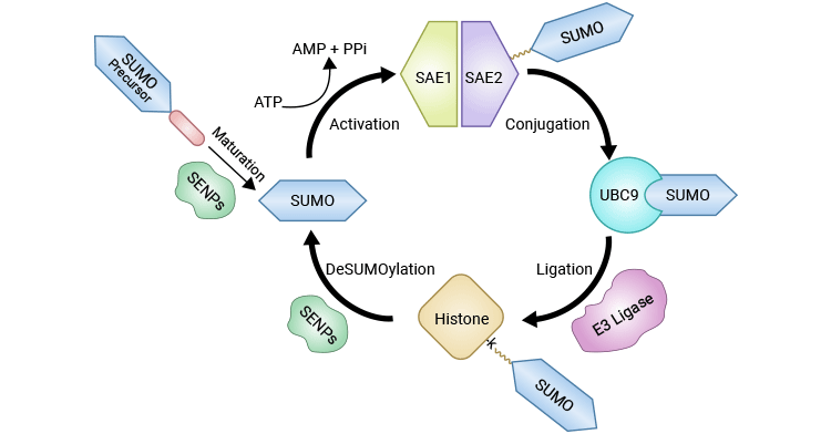 組蛋白SUMOylation和deSUMOylation的催化循環