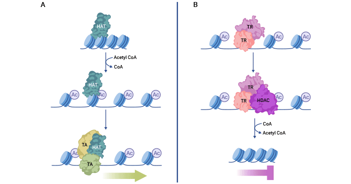 組蛋白乙酰化與去乙酰化機制