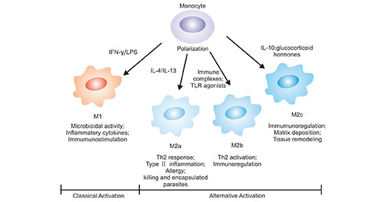 單核細胞可以分化為不同表型的巨噬細胞
