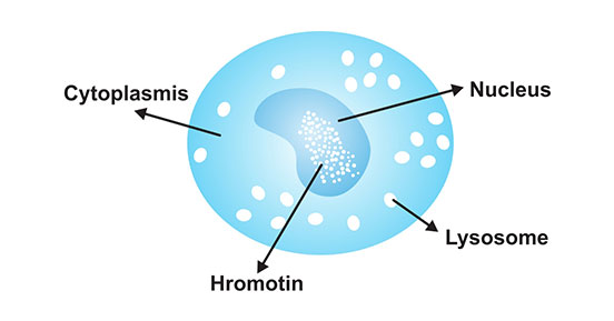 單核細胞的典型結(jié)構(gòu)