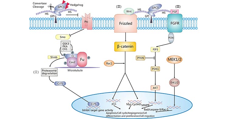 GPC3相關(guān)的信號轉(zhuǎn)導(dǎo)通路