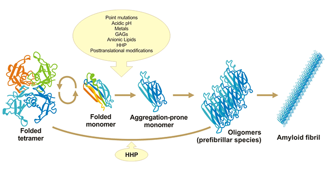 TTR淀粉樣變性級聯反應