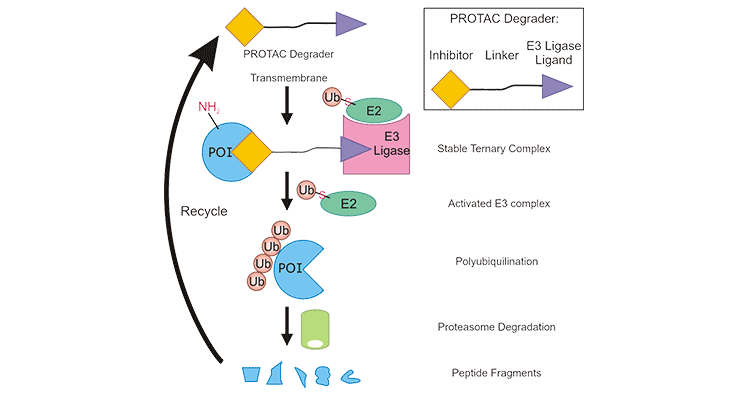 PROTAC新型靶向蛋白降解技術